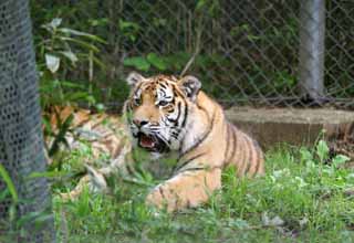 photo,material,free,landscape,picture,stock photo,Creative Commons,Roaring tiger, tiger, tiger, tiger, roar