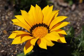 Foto, materieel, vrij, landschap, schilderstuk, bevoorraden foto,Gazania, Tuinier, Geel, Chrysant, 