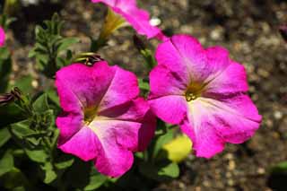 Foto, materieel, vrij, landschap, schilderstuk, bevoorraden foto,Een petunia, Tuinier, Petunia, Rose, 