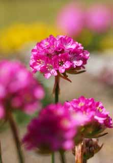 photo,material,free,landscape,picture,stock photo,Creative Commons,A pink floret, Gardening, Gardening, floret, Pink