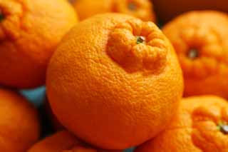 photo, la matire, libre, amnage, dcrivez, photo de la rserve,Grand Dekopon orange, orange mandarine, Une orange, , 