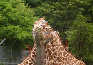 photo,material,free,landscape,picture,stock photo,Creative Commons,Giraffes, giraffe, , neck, 