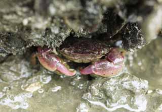 photo,material,free,landscape,picture,stock photo,Creative Commons,A crab, crab, crab, crab, Scissors