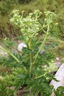 photo, la matire, libre, amnage, dcrivez, photo de la rserve,Littoralis Glehnia, , Littoralis Glehnia, Mdecine chinoise, Le bord de la mer