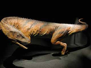 fotografia, materiale, libero il panorama, dipinga, fotografia di scorta,Il modello del dinosauro, Gioco, dinosauro, Ferocia, Il vegliardo calcola