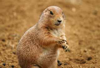 photo,material,free,landscape,picture,stock photo,Creative Commons,Prairie dog, rodent, soil, , 