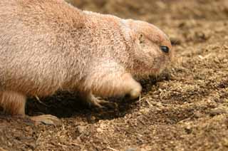 photo,material,free,landscape,picture,stock photo,Creative Commons,Prairie dog, a digger, rodent, , , 